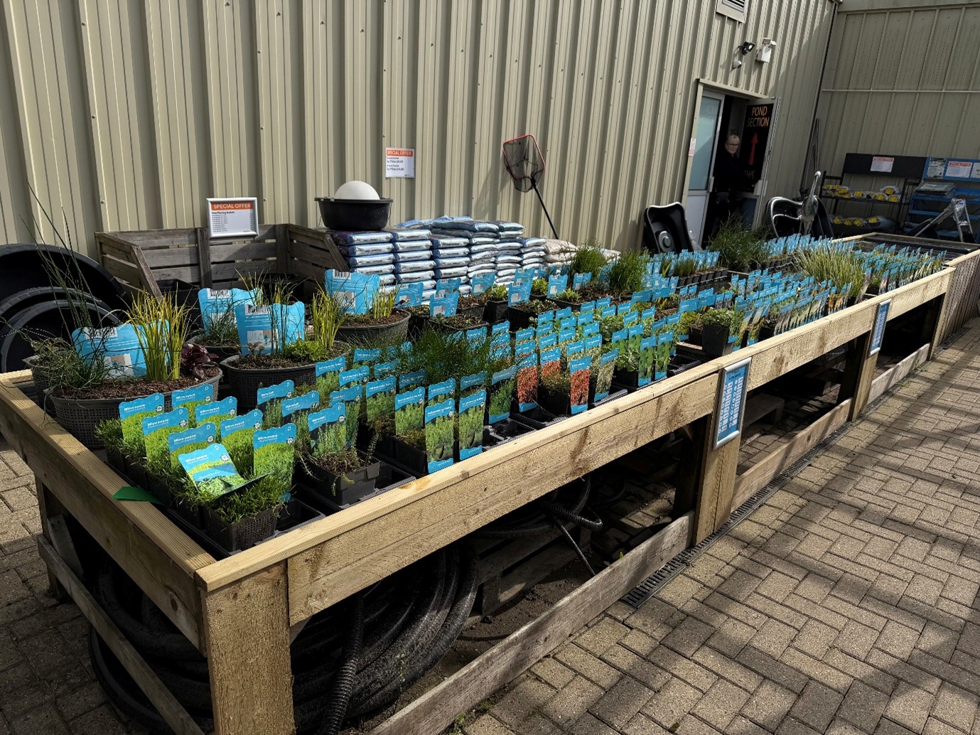 Pond Section at Maidenhead Aquatics