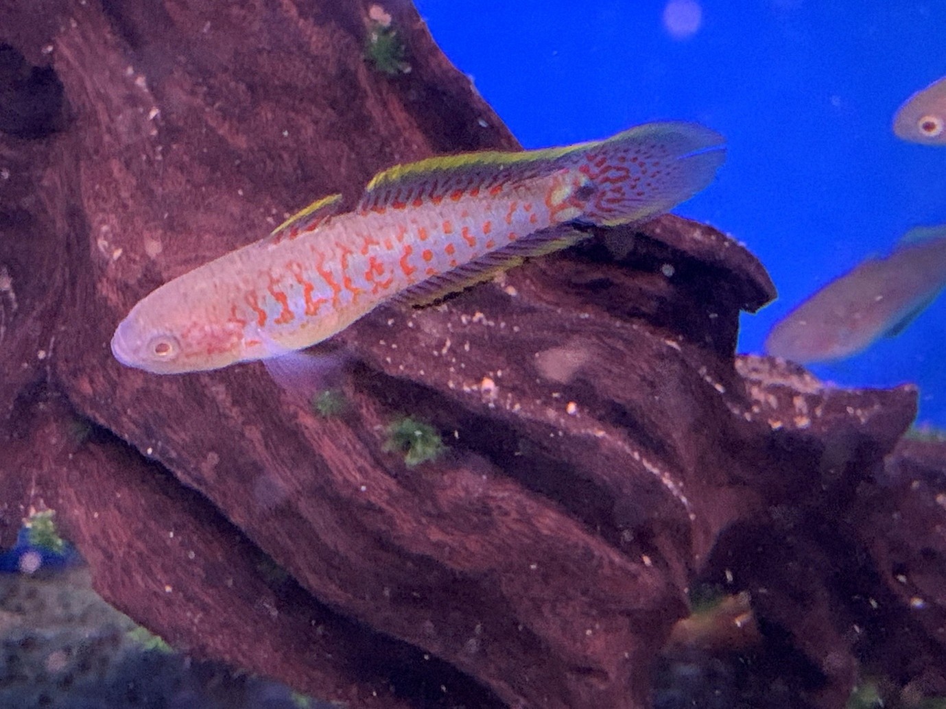 Peacock gudgeon (Tateurndina ocellicauda) 