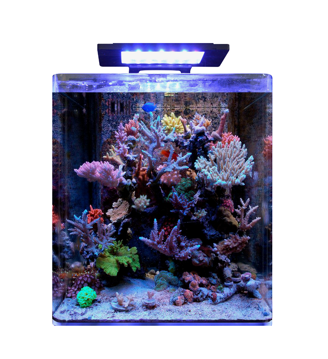 Nano Reef Best Small Saltwater Aquarium Blue Marine Reef 60